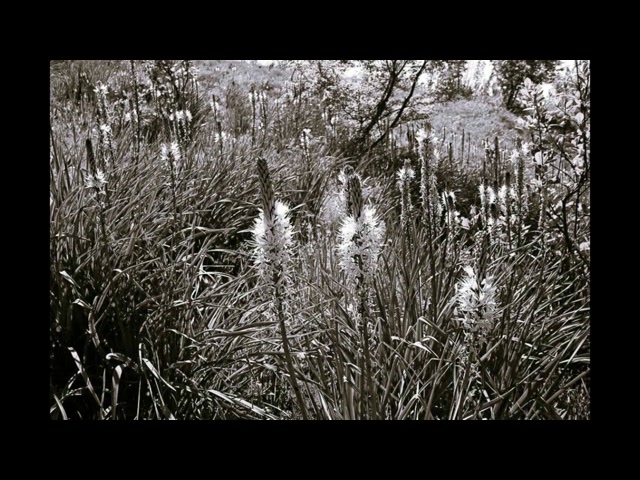 SUITE DEGLI ASFODELI